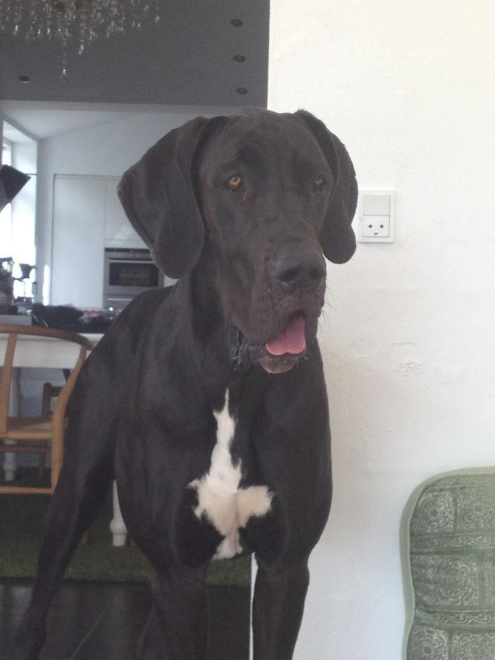 Grand danois Morgan billede 3