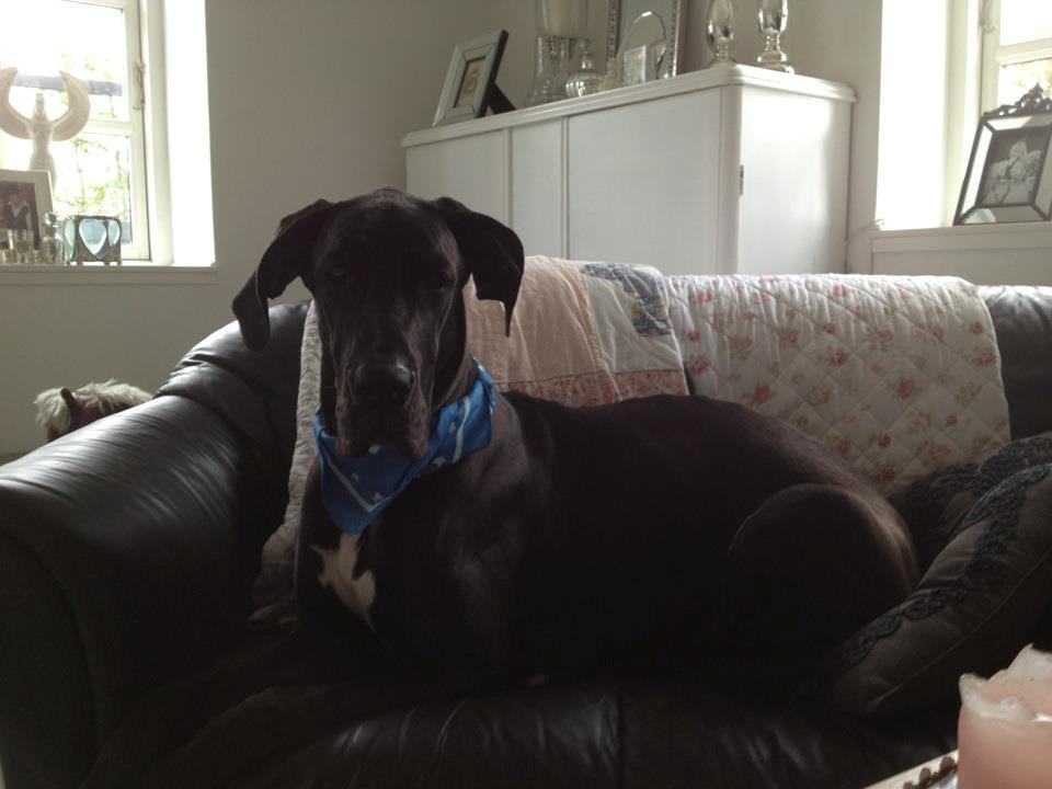 Grand danois Morgan billede 4