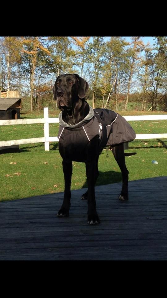 Grand danois Morgan billede 5