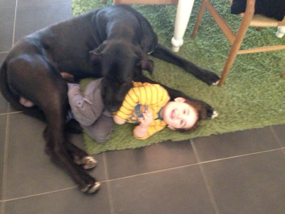 Grand danois Morgan billede 6