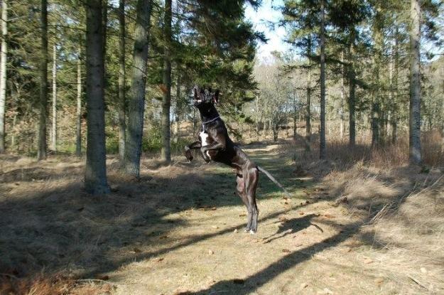 Grand danois Morgan billede 7