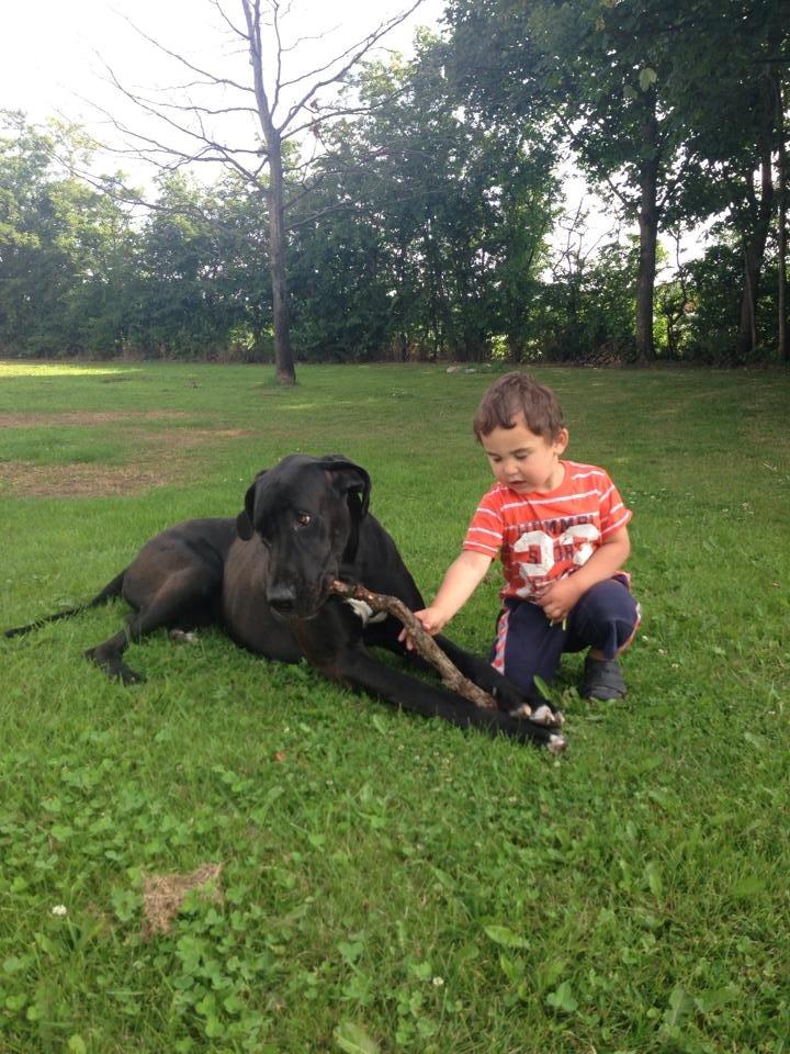 Grand danois Morgan billede 8