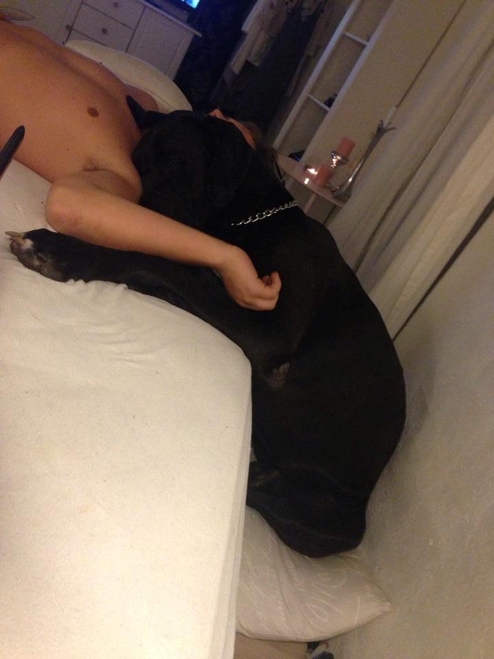 Grand danois Morgan billede 9