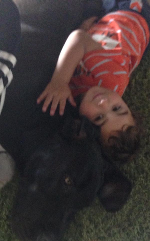 Grand danois Morgan billede 10