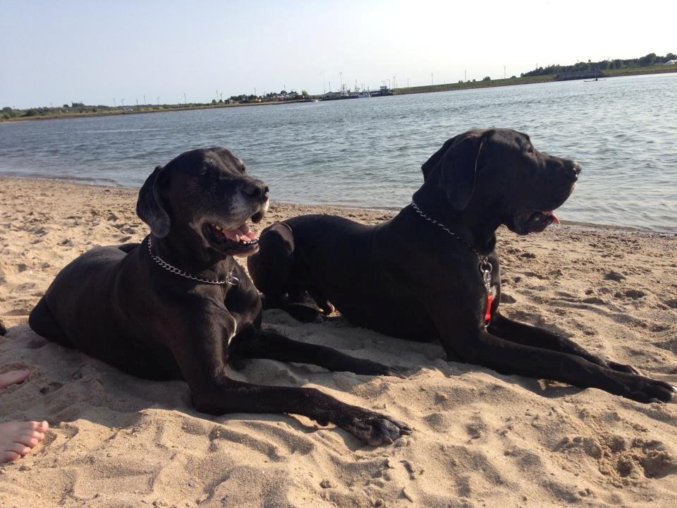 Grand danois Morgan billede 11