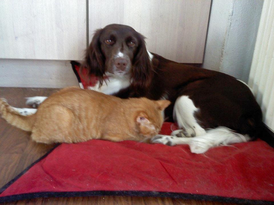 Kleiner münsterländer java billede 1