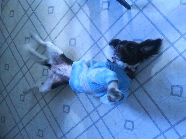 Kleiner münsterländer java billede 3