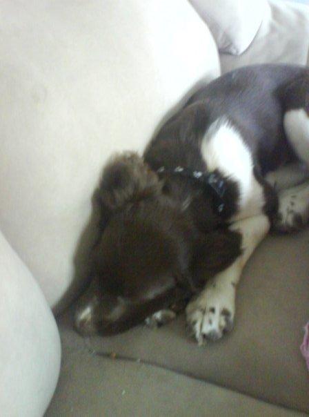 Kleiner münsterländer java billede 4