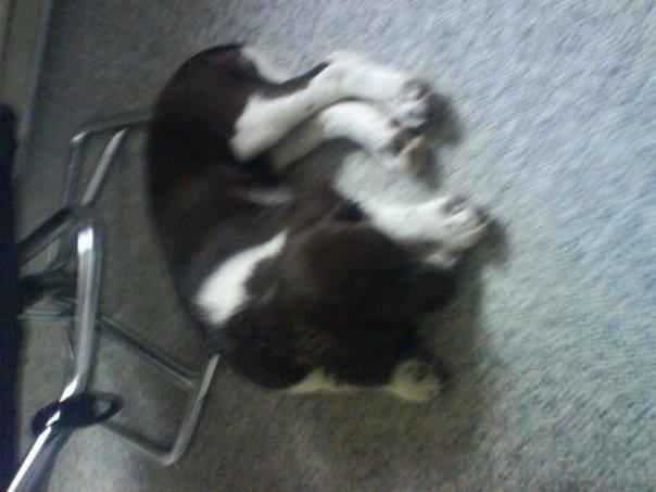 Kleiner münsterländer java billede 5