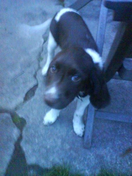 Kleiner münsterländer java billede 6