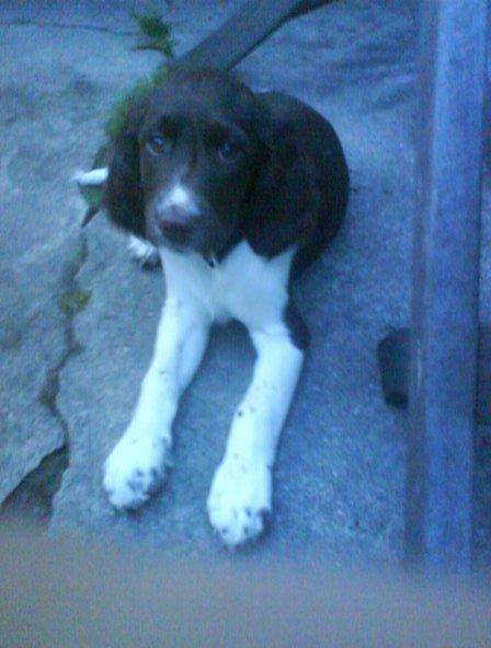 Kleiner münsterländer java billede 7