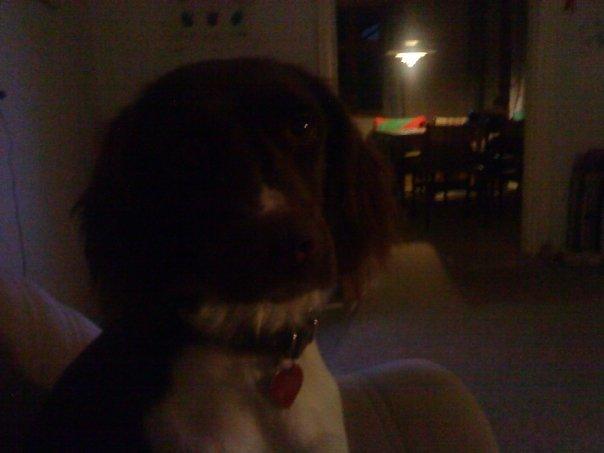 Kleiner münsterländer java billede 9