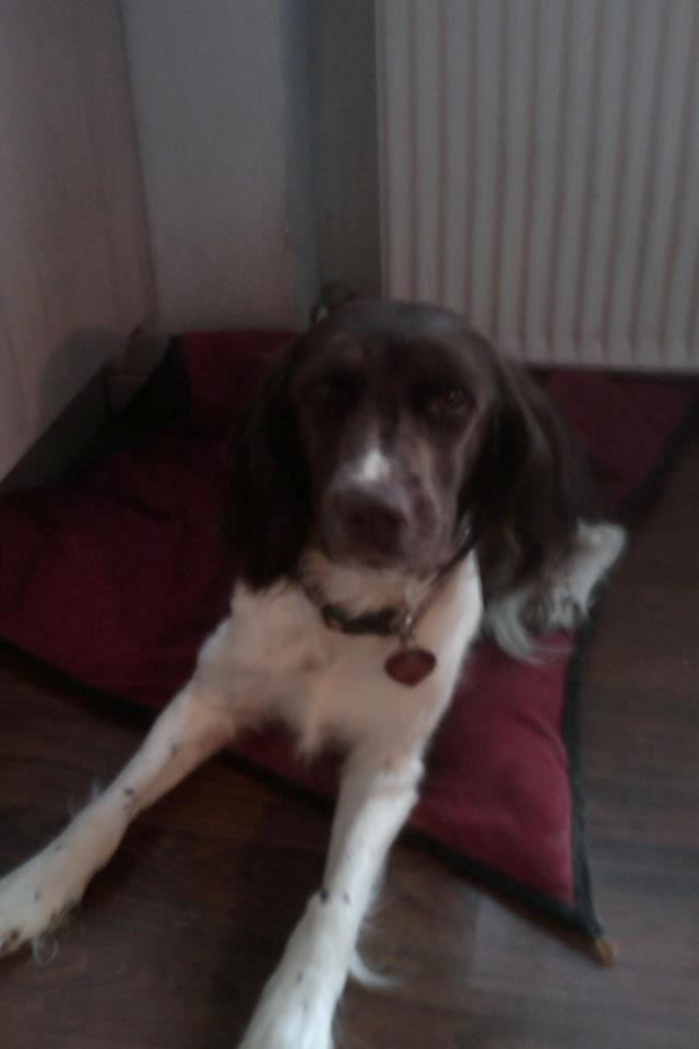 Kleiner münsterländer java billede 10