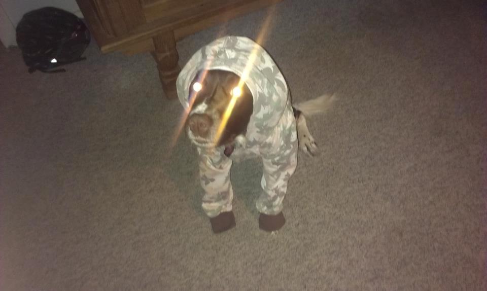 Kleiner münsterländer java billede 12