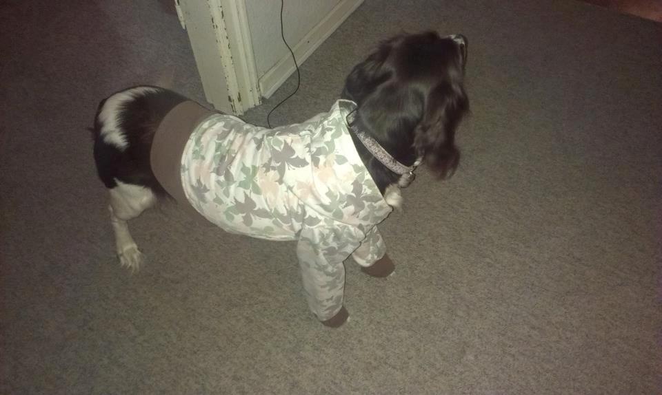 Kleiner münsterländer java billede 13