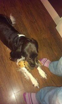 Kleiner münsterländer java billede 14