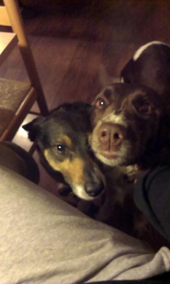 Kleiner münsterländer java billede 15