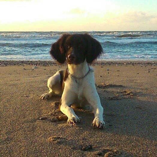 Kleiner münsterländer Balder billede 1