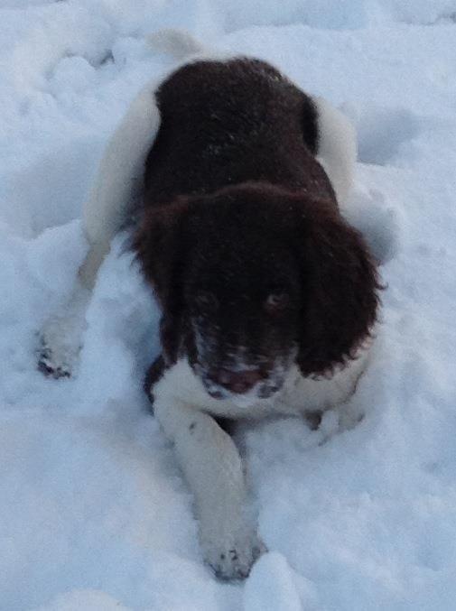 Kleiner münsterländer Balder billede 2