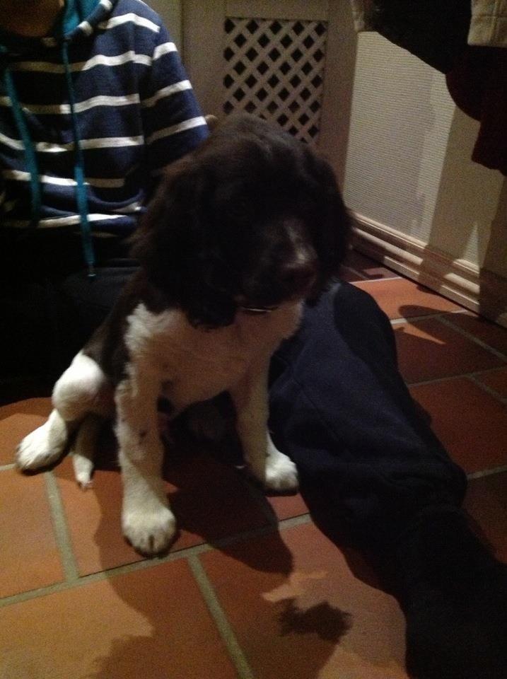 Kleiner münsterländer Balder billede 3