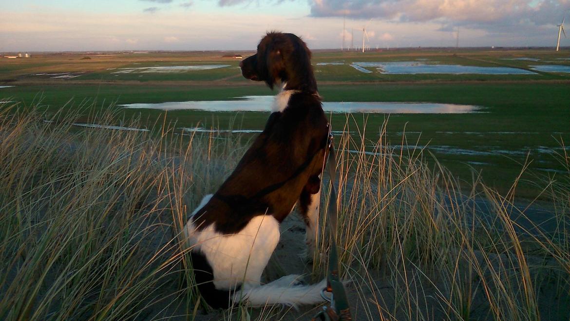 Kleiner münsterländer Balder billede 4