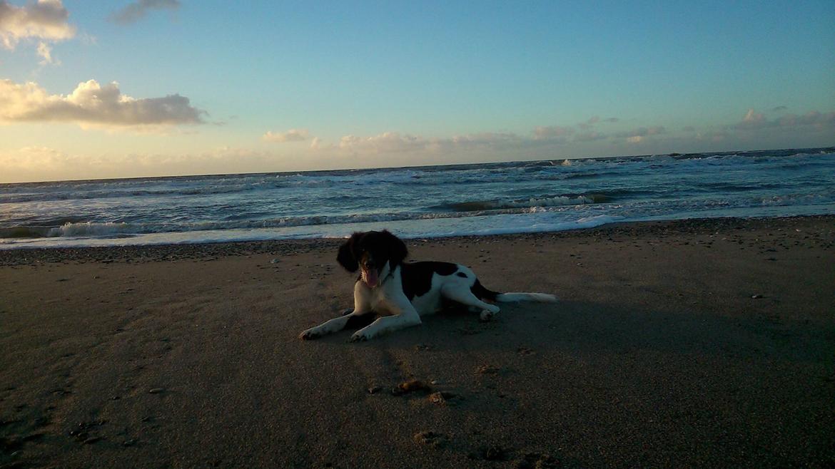 Kleiner münsterländer Balder billede 5