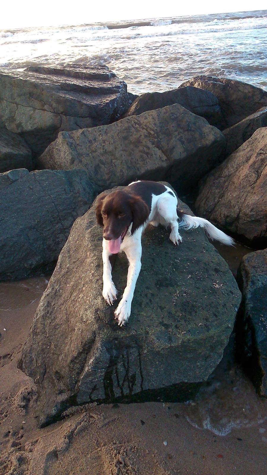 Kleiner münsterländer Balder billede 6