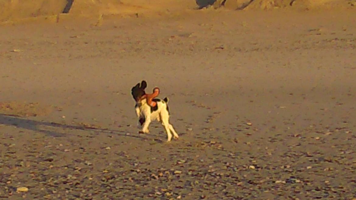 Kleiner münsterländer Balder billede 7