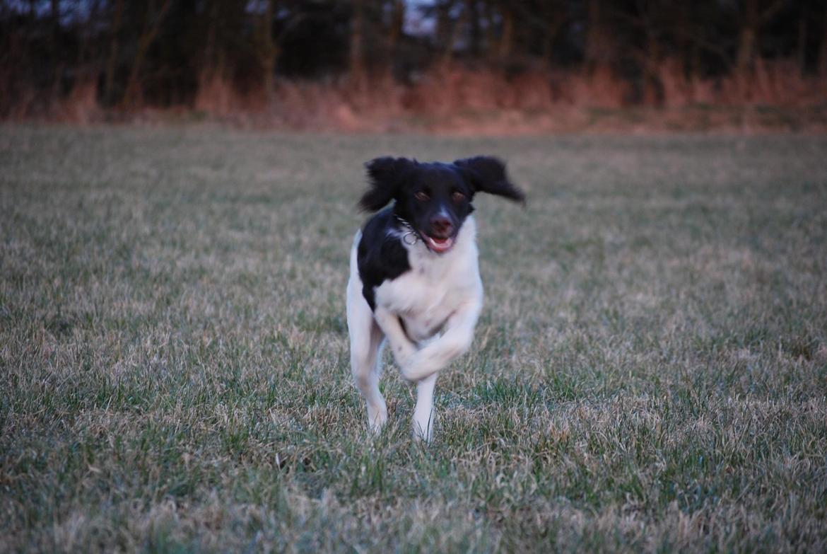 Kleiner münsterländer Balder billede 8