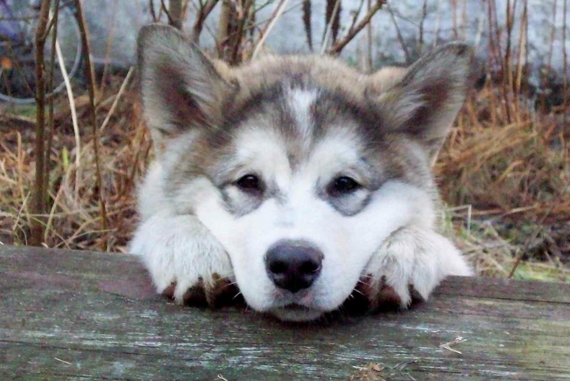 Alaskan malamute Ricky billede 39