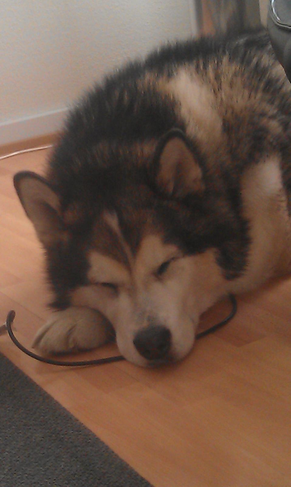 Alaskan malamute Ricky billede 40