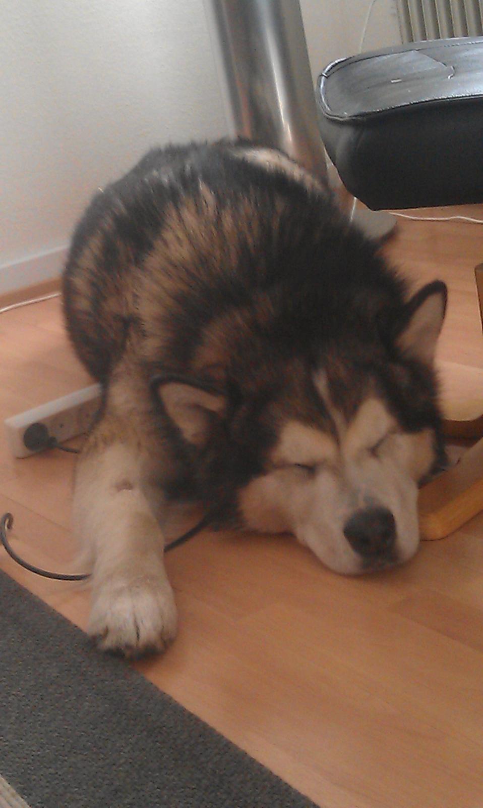 Alaskan malamute Ricky billede 41