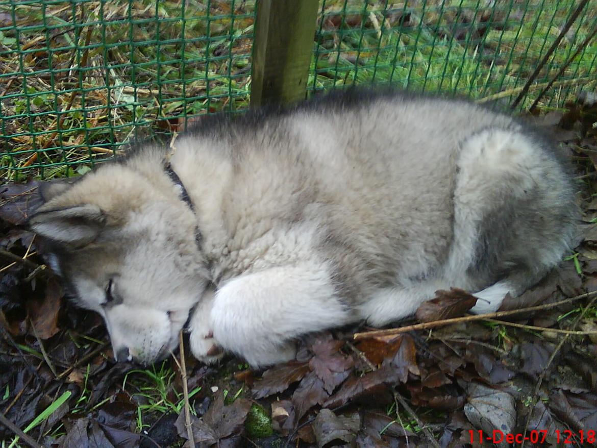 Alaskan malamute Ricky billede 43