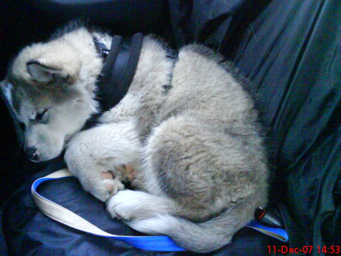 Alaskan malamute Ricky billede 44