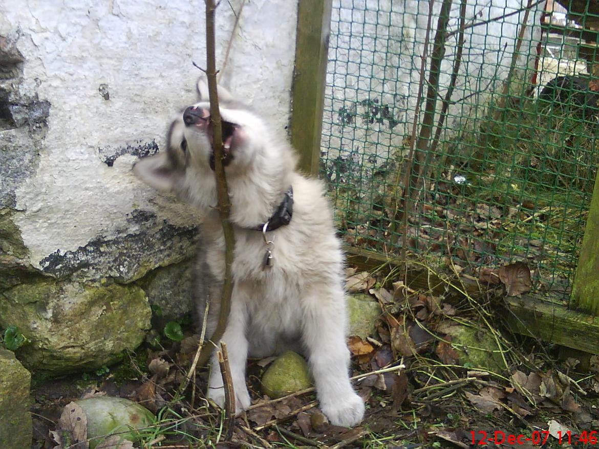 Alaskan malamute Ricky billede 45