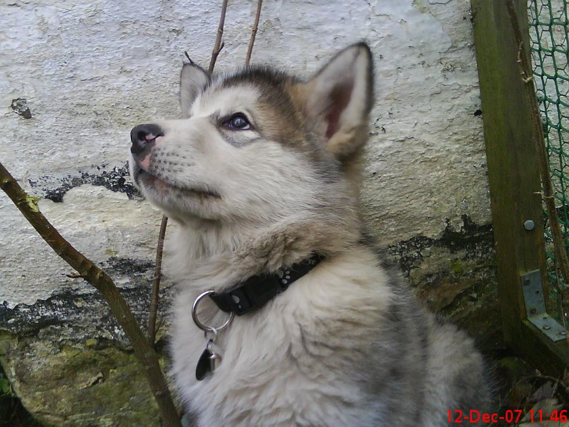 Alaskan malamute Ricky billede 46
