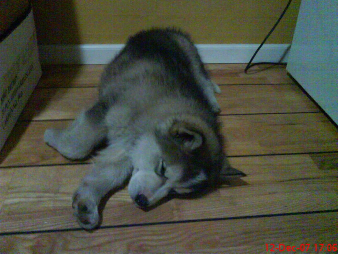 Alaskan malamute Ricky billede 47