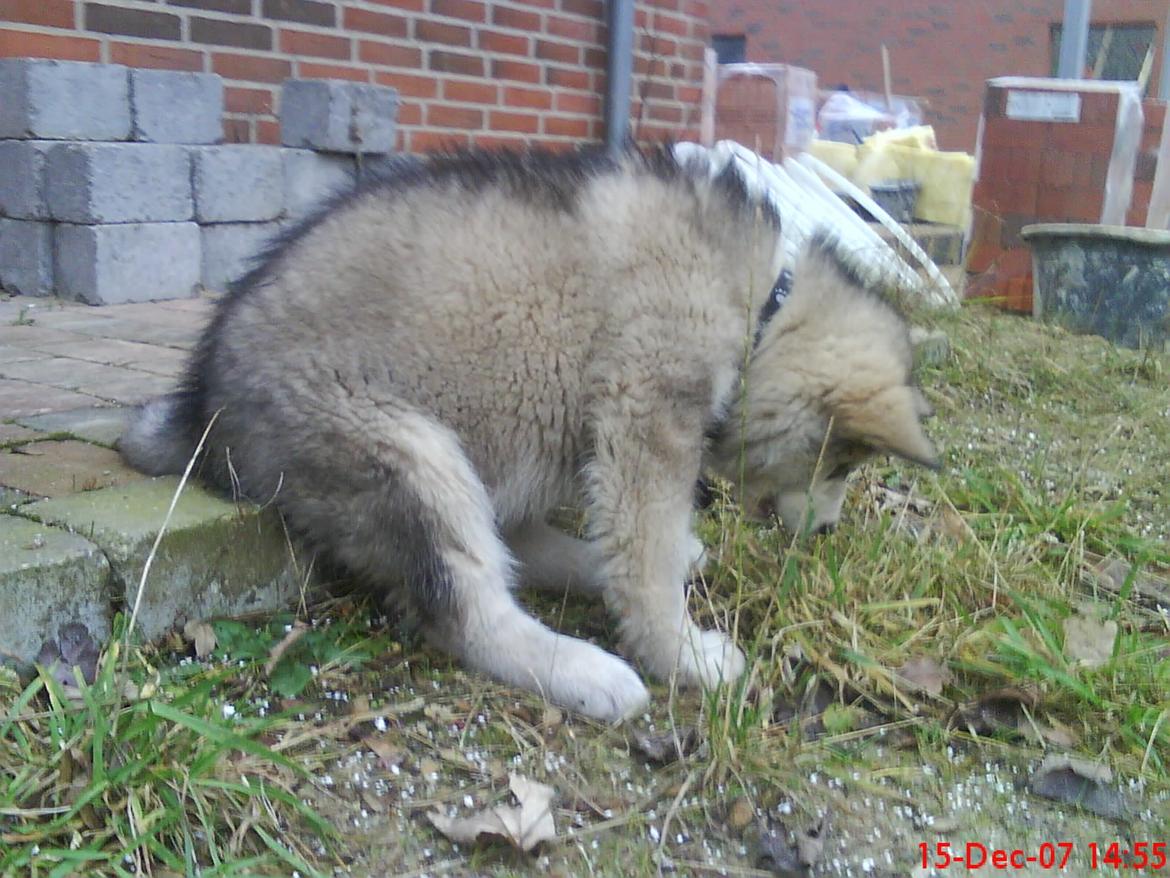 Alaskan malamute Ricky billede 48