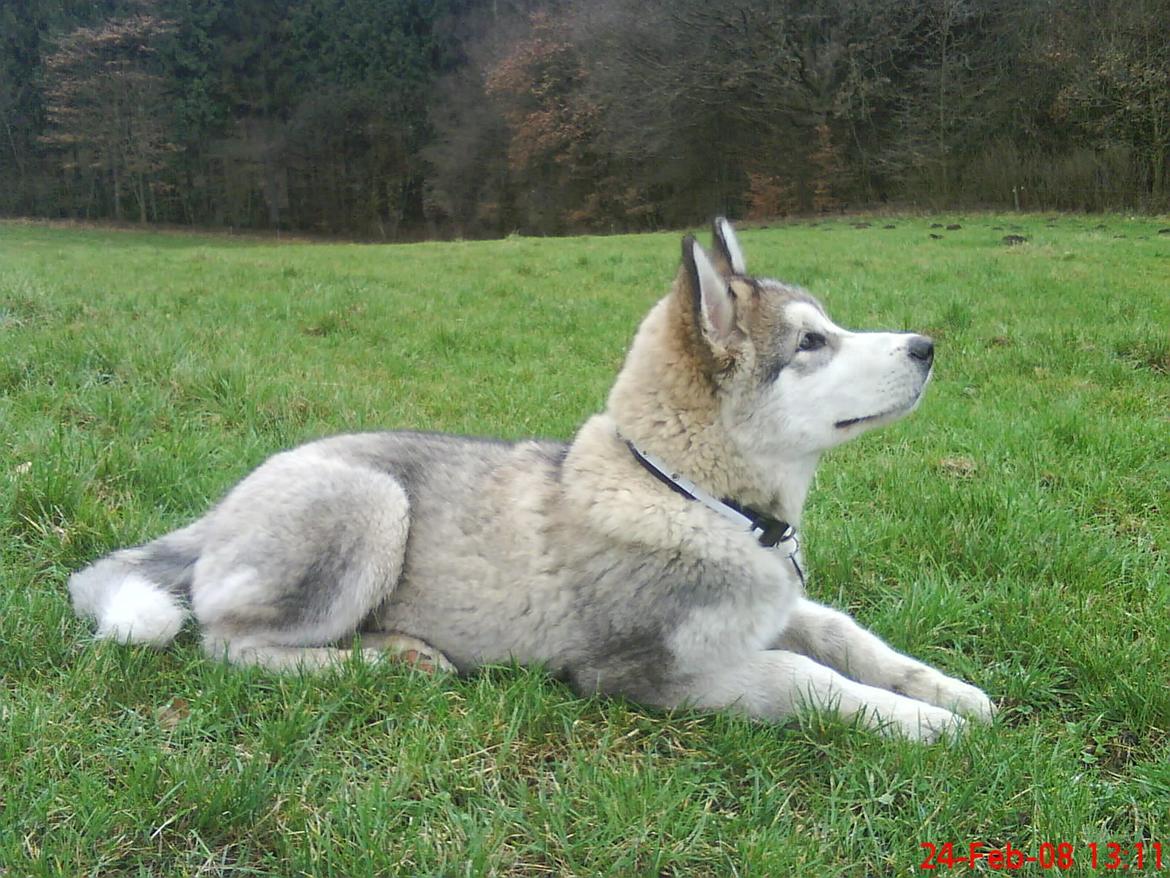Alaskan malamute Ricky billede 49