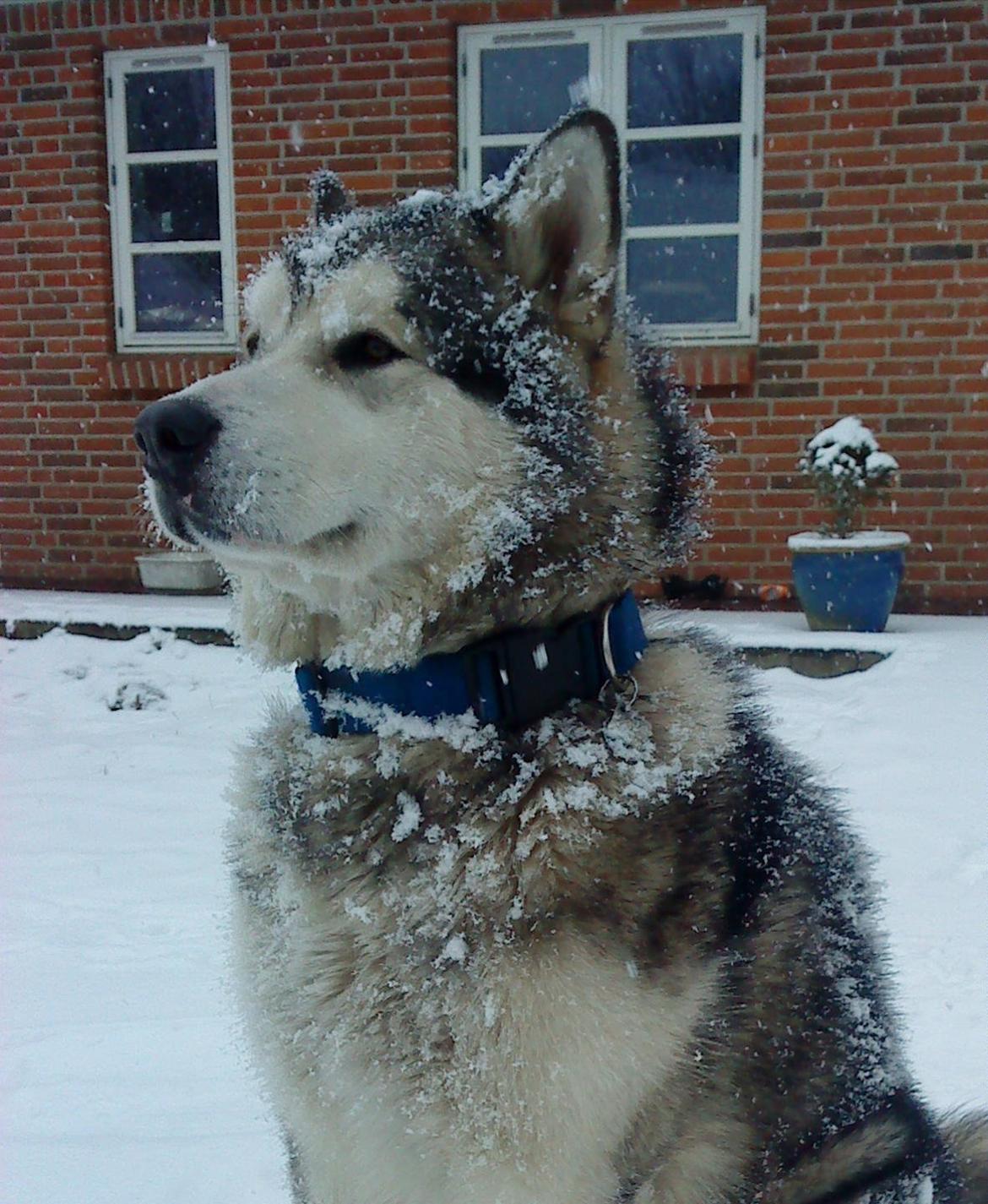 Alaskan malamute Ricky billede 50