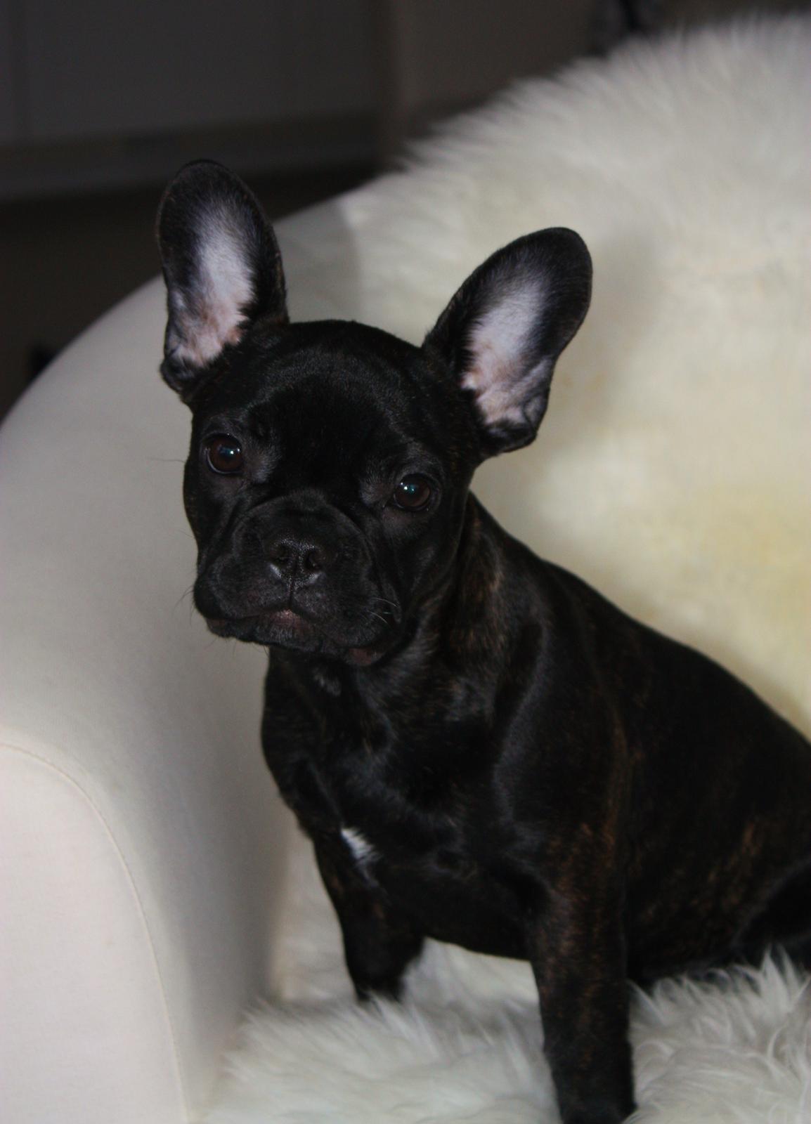 Fransk bulldog Carla - Carla 5mdr ♡ billede 3