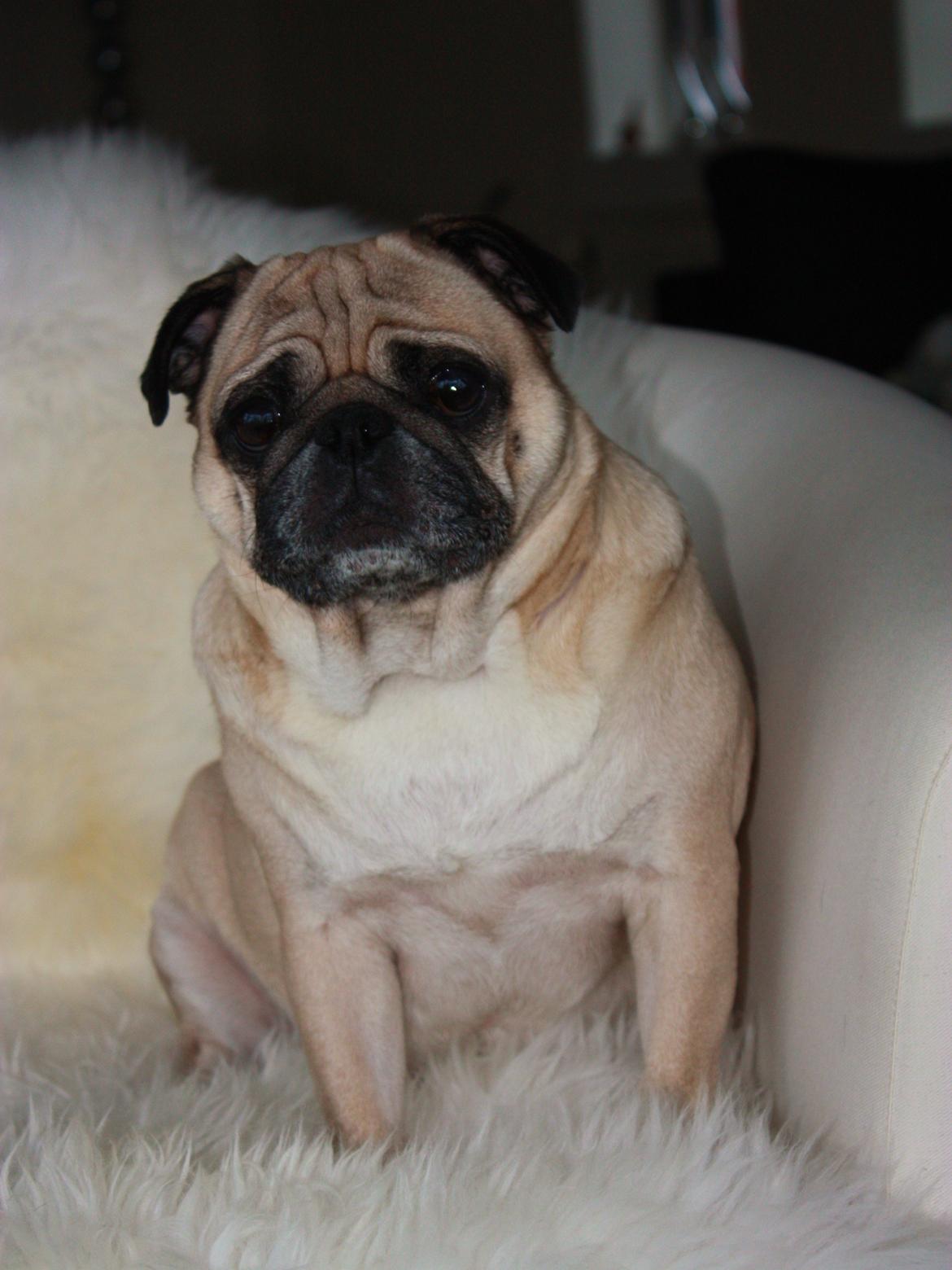 Mops Cosmo - Cosmo 6 år ♡ billede 3