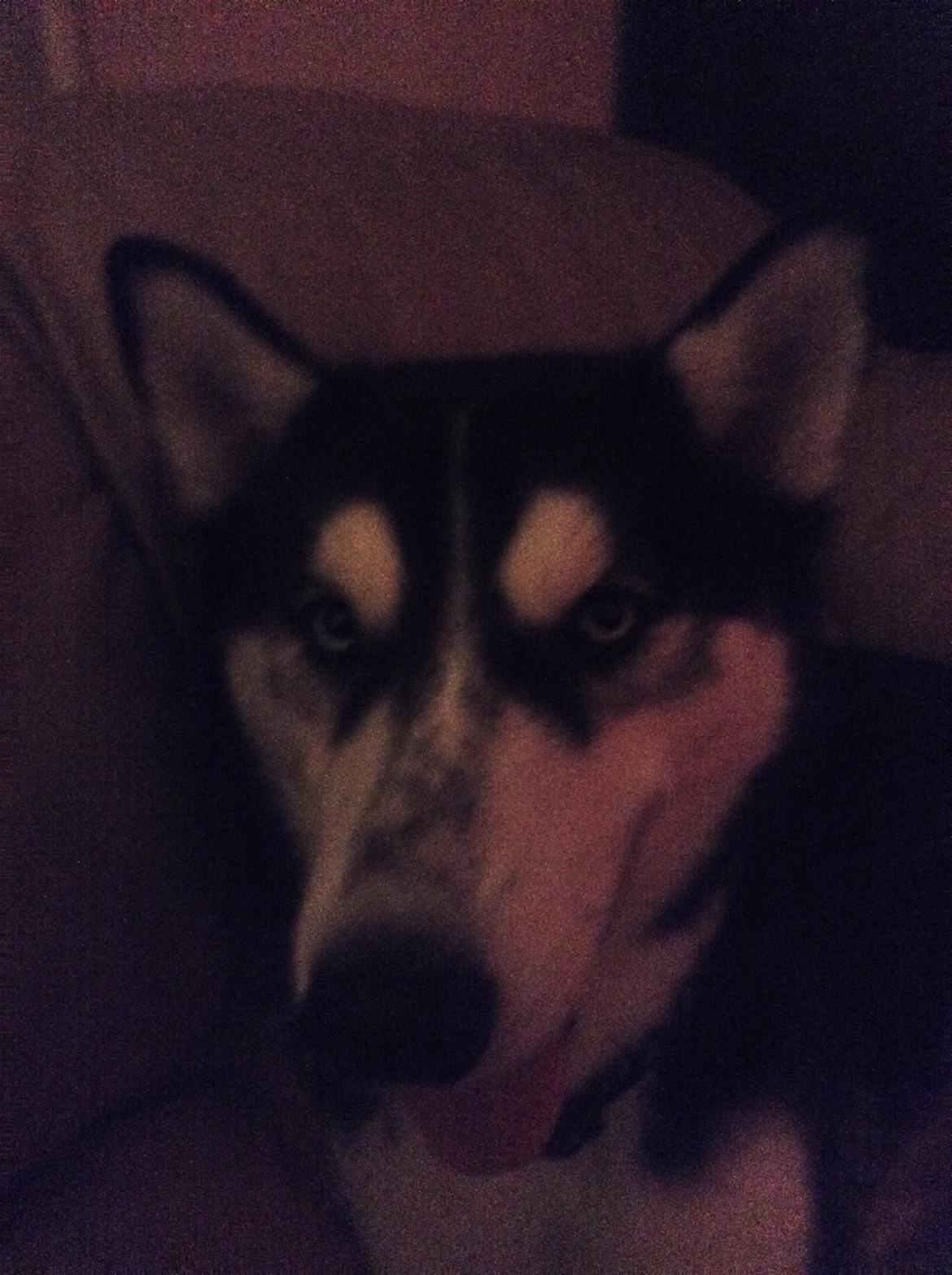 Siberian husky Laika billede 9