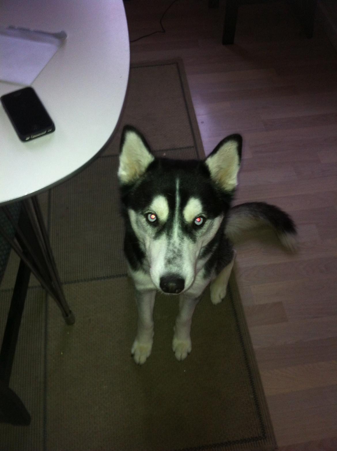 Siberian husky Laika billede 10
