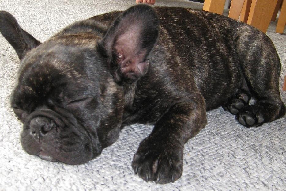 Fransk bulldog Kato Yasyo`s Chryse Ejner billede 1