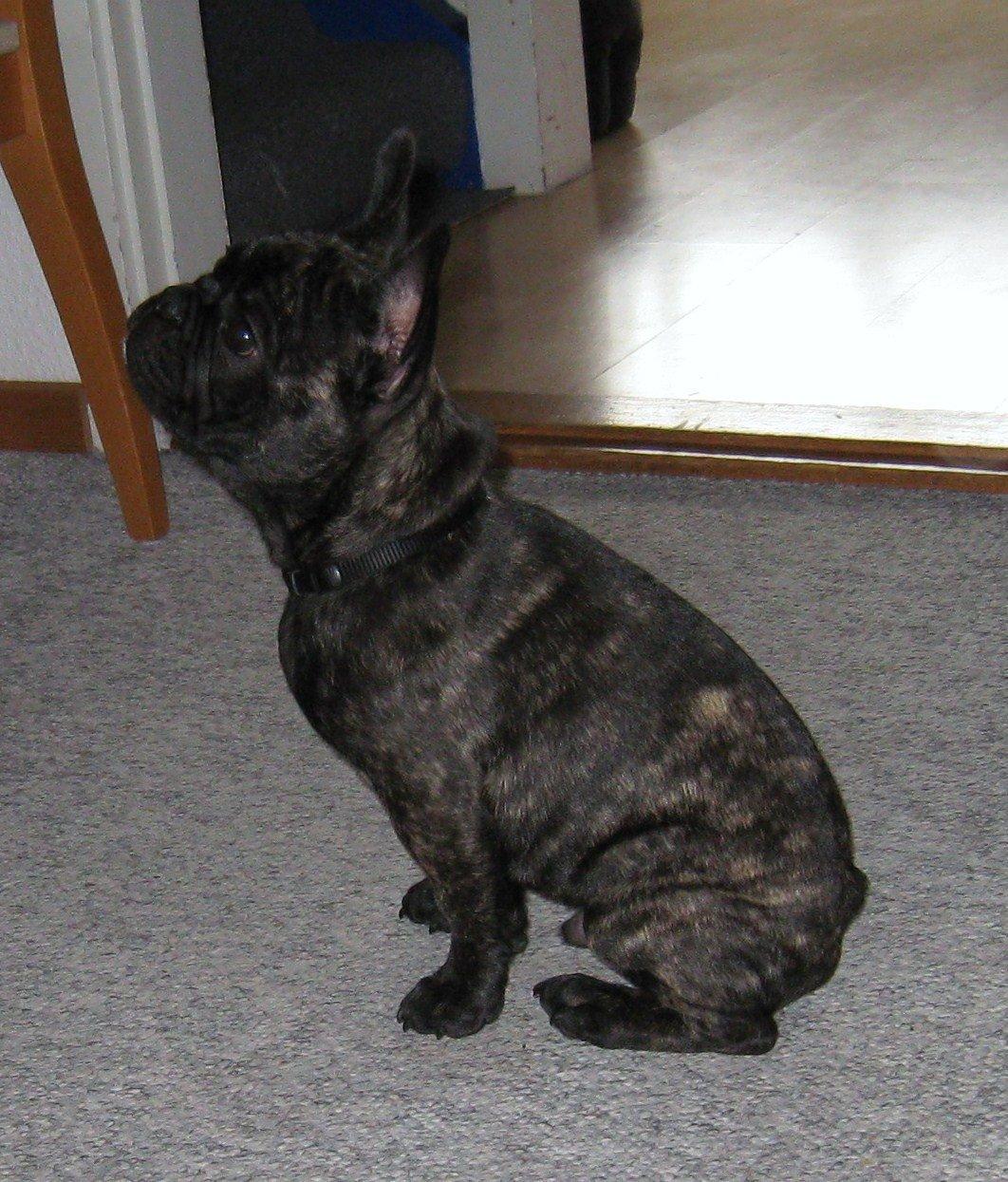 Fransk bulldog Kato Yasyo`s Chryse Ejner billede 2