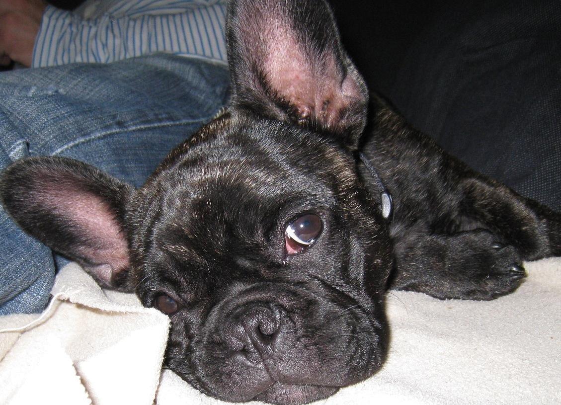 Fransk bulldog Kato Yasyo`s Chryse Ejner billede 3