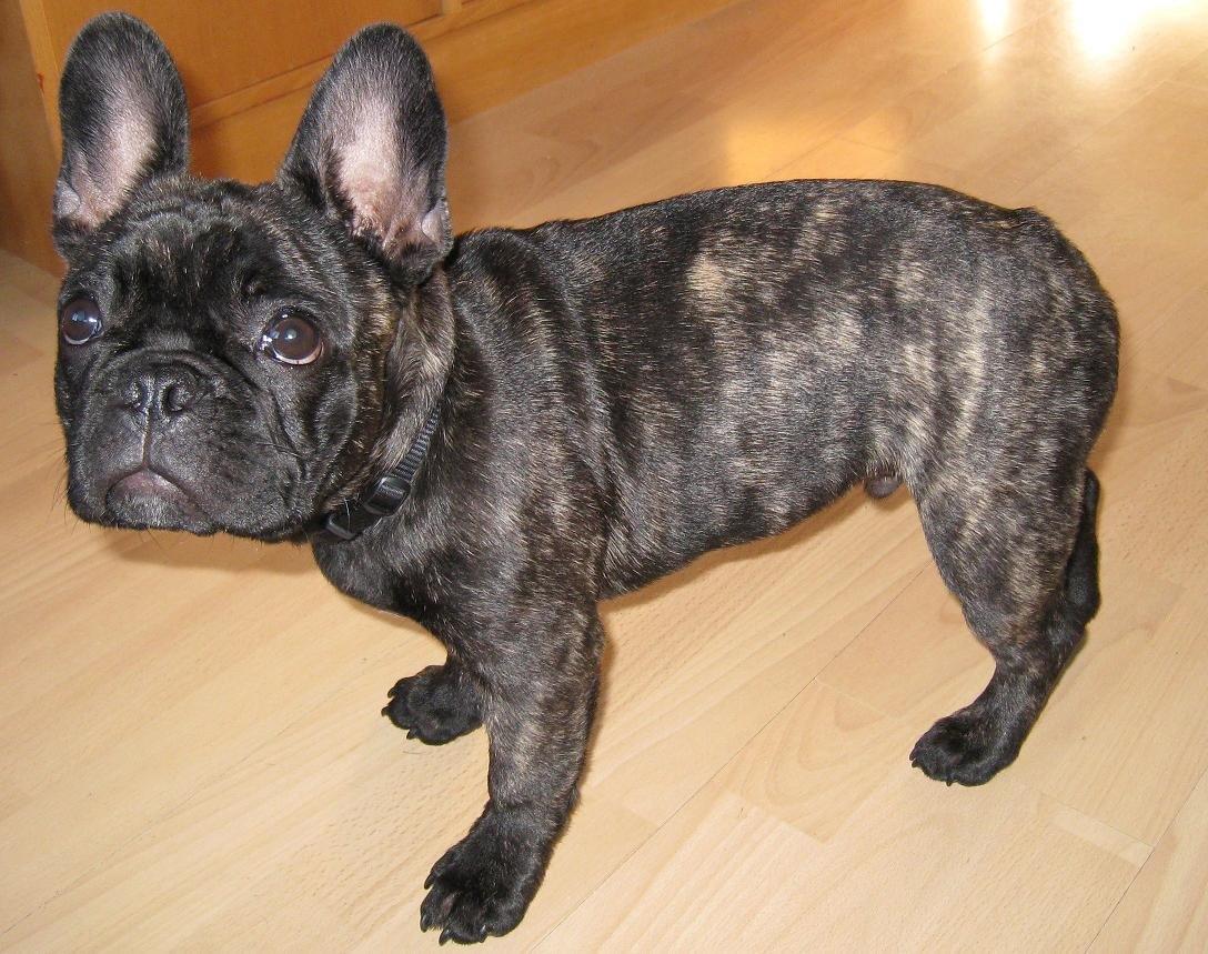 Fransk bulldog Kato Yasyo`s Chryse Ejner billede 4