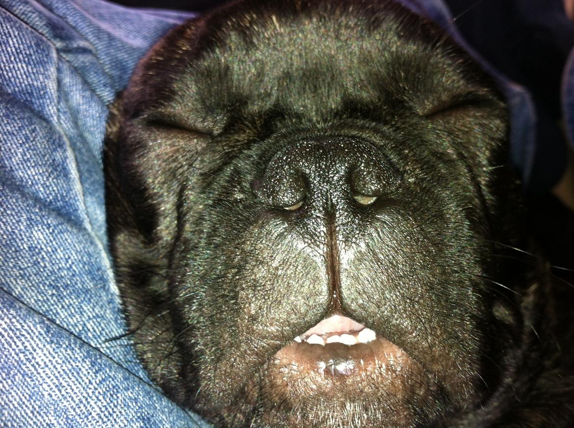 Fransk bulldog Kato Yasyo`s Chryse Ejner billede 5