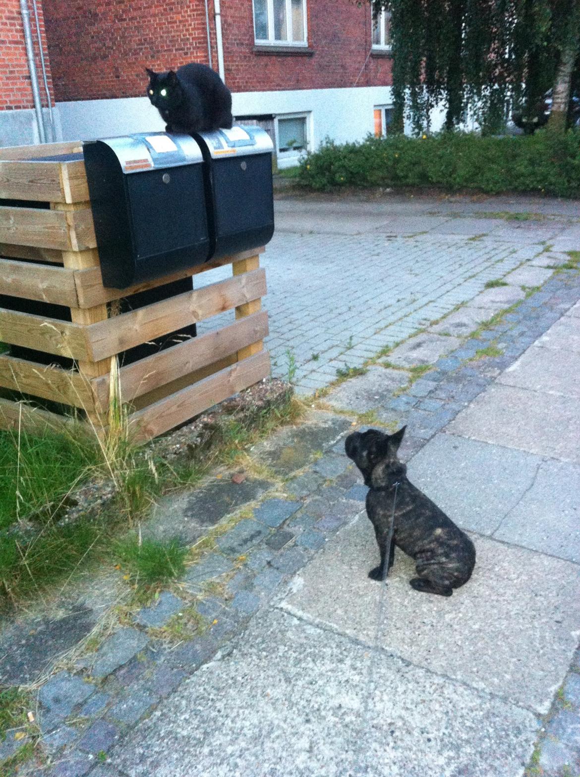 Fransk bulldog Kato Yasyo`s Chryse Ejner billede 6